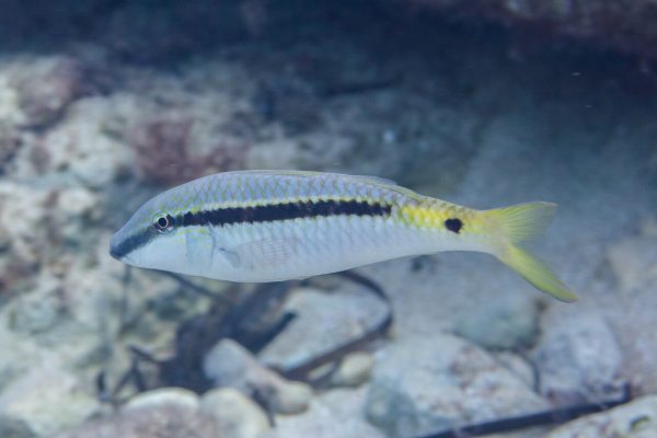 Red Sea Goatfish