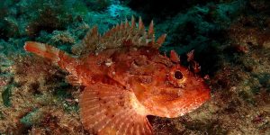 Madeira Rockfish