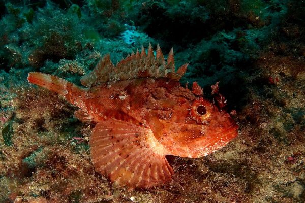 Madeira Rockfish