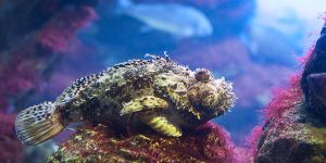 Black Scorpionfish