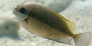 Dusky Spinefoot