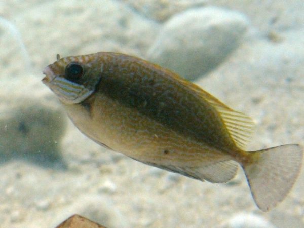 Dusky Spinefoot