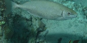 Marbled Spinefoot