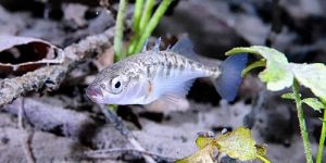 Three-spined Stickleback