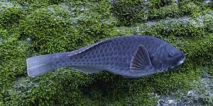 Parrotfish