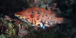 Five-spotted Wrasse