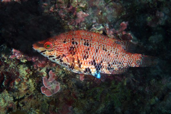 Five-spotted Wrasse