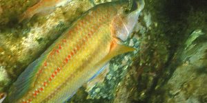 East Atlantic Peacock Wrasse