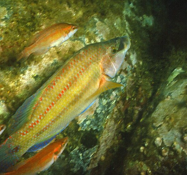 East Atlantic Peacock Wrasse