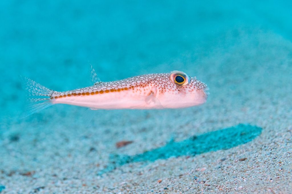 Yellowspotted Puffer