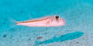 Yellowspotted Puffer