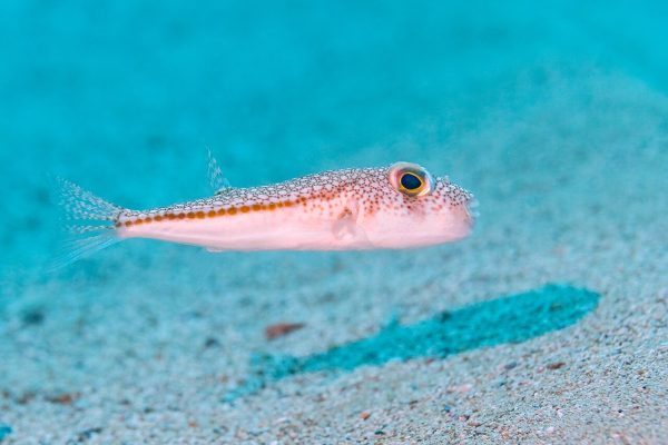 Yellowspotted Puffer