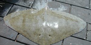 Spiny Butterfly Ray