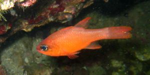 Cardinal Fish