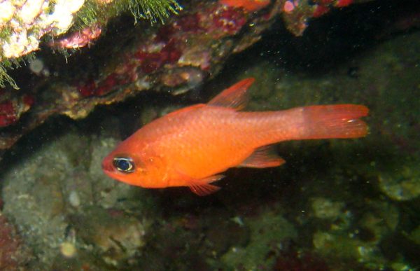 Cardinal Fish