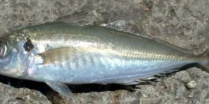Atlantic-horse Mackerel
