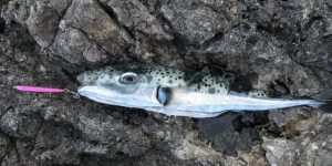 Silver-cheeked Toadfish