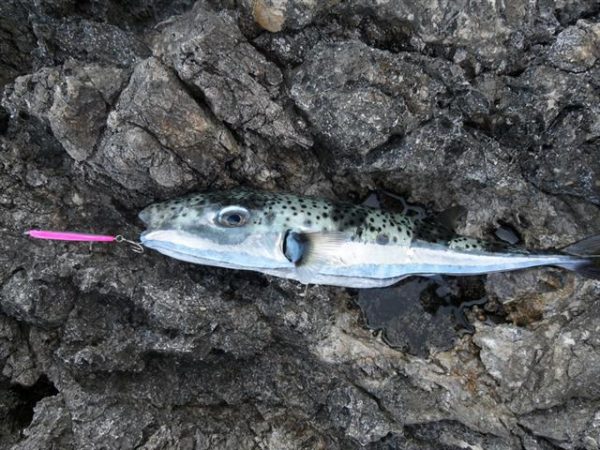 Silver-cheeked Toadfish