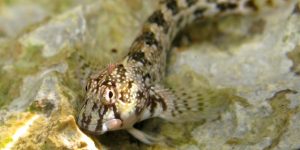 Montagu's Blenny