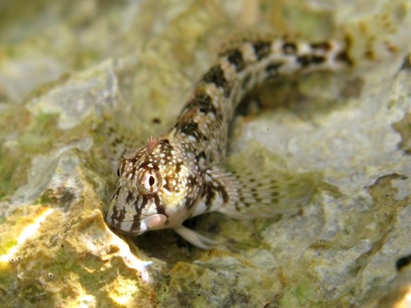 Montagu's Blenny