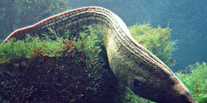 Mediterranean Moray