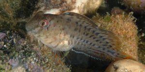 Rusty Blenny