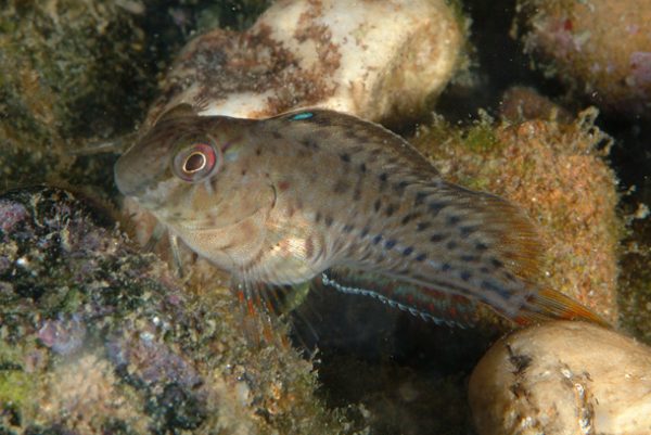 Rusty Blenny