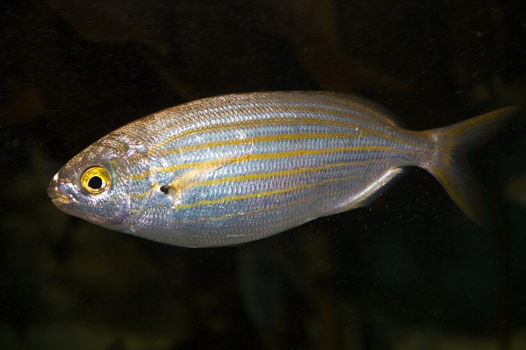 Salema