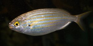 Salema