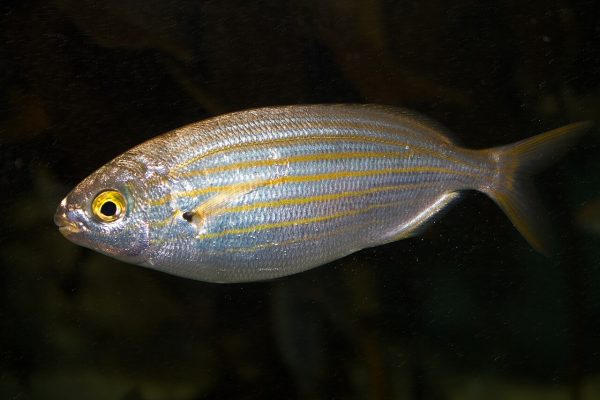 Salema