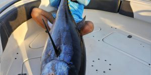 bluefin Tuna