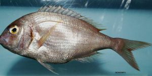 Red Porgy