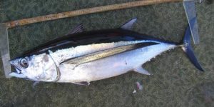 Albacore