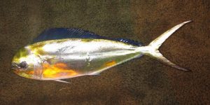Pompano Dolphinfish