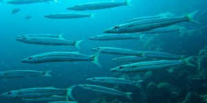 Yellowtail Barracuda