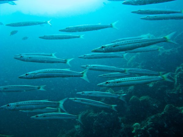 Yellowtail Barracuda
