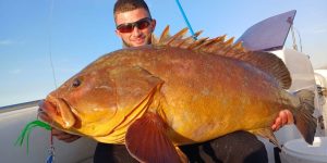 White Grouper
