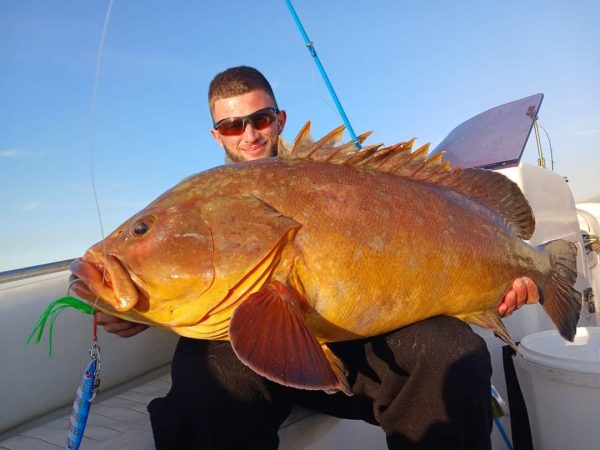 White Grouper