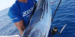Skipjack Tuna