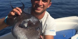 Trigger Fish