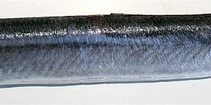 Garfish