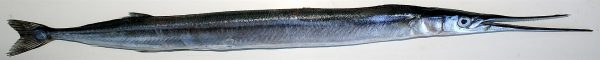 Garfish