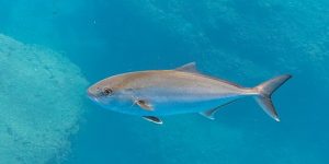 Amberjack