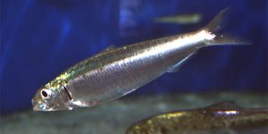 Sardine
