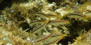 Surmullet, Striped Red Mullet