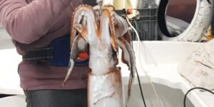 Devil-giant Squid