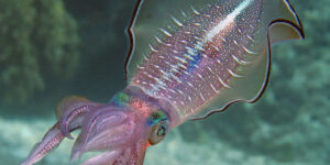 Big-fin Reef Squid