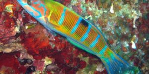 Ornate Wrasse