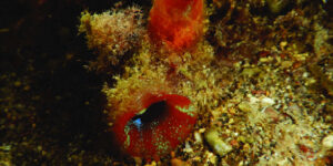 Red-throated Ascidian