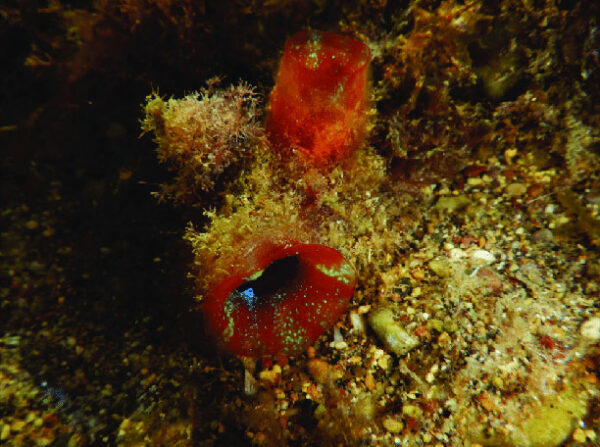 Red-throated Ascidian